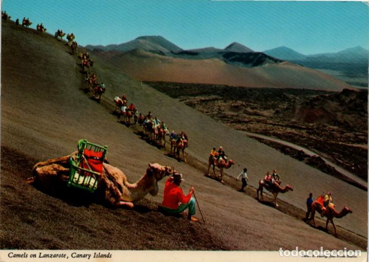 Postales: Camels on Lanzarote - Canary Islands - Ph. E. Ludwig, John Hinde Stud. - Dist. Ben&iacute;tez Hnos-150x105
