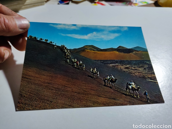 Postales: Postal Canarias caravana de camellos