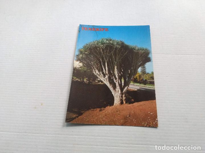 Postales: TENERIFE - POSTAL TACORONTE - EL DRAGO - Foto 1
