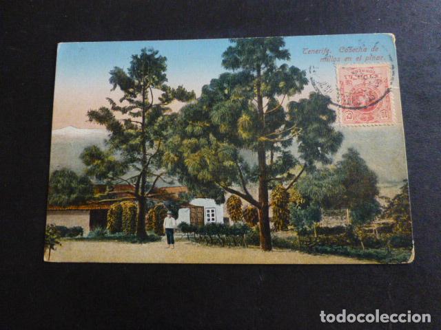 Postales: TENERIFE COSECHA DE MILLOS EN EL PINAR - Foto 1