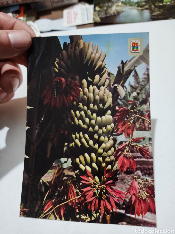 Postales: Postal Gran Canaria,platanera - Foto 1