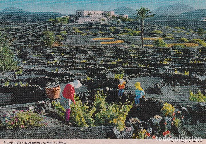 Postales: LANZAROTE VI&Ntilde;EDOS - Foto 1