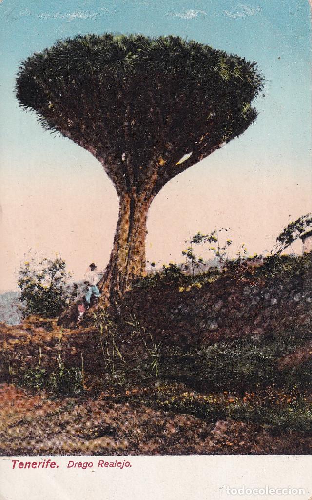 Postales: TENERIFE -REALEJO DRAGO - Foto 1