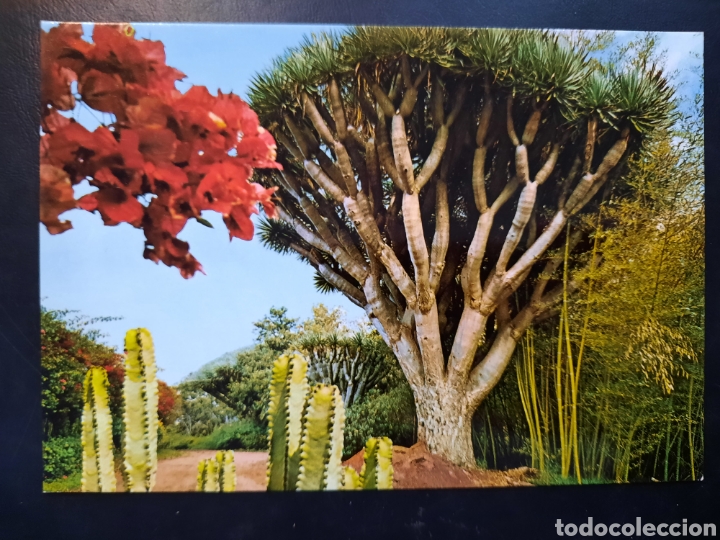 Postales: Postal de Flora caracter&iacute;stica (Islas Canarias) - Foto 1