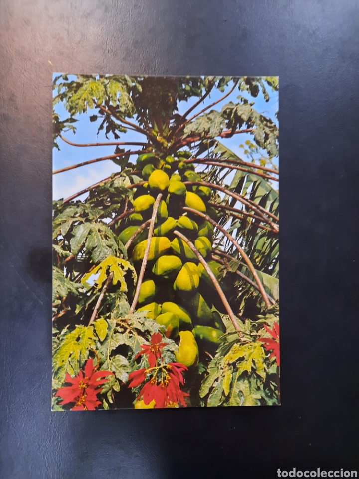 Postais: Postal de Islas Canarias