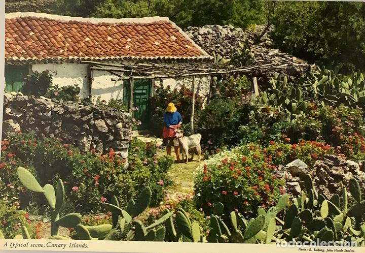 Postales: Canary Islands, A typical scene, John Hinde, Sin circular - Foto 1