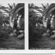 Postales: TENERIFE-LA OROTAVA-JARDIN BOTANICO-AÑO 1915- FOTOGRÁFICA KNUD KNUDSEN-BERGEN-MUY RARA. Lote 341968818