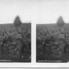 Postales: TENERIFE-PLANTACIÓN PLATANERAS-AÑO 1915- FOTOGRÁFICA KNUD KNUDSEN-BERGEN-MUY RARA. Lote 341969813