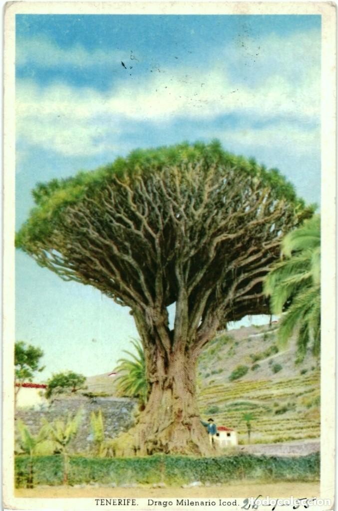 Postales: TARJETA POSTAL - DRAGO MILENARIO ICOD - Foto 1