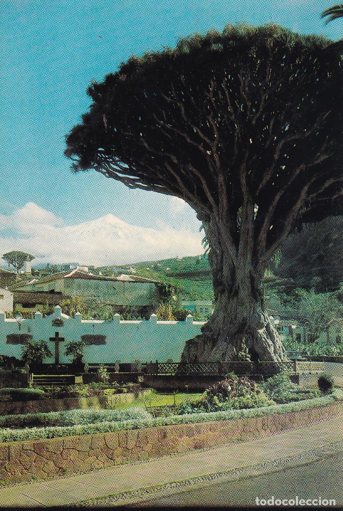 Postales: TENERIFE ICOD DE LOS VINOS - Foto 1