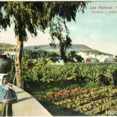 Postales: PRECIOSA POSTAL - LAS PALMAS - GRAN CANARIA - NOPALES Y PLATANERAS DE GUIA - 2552