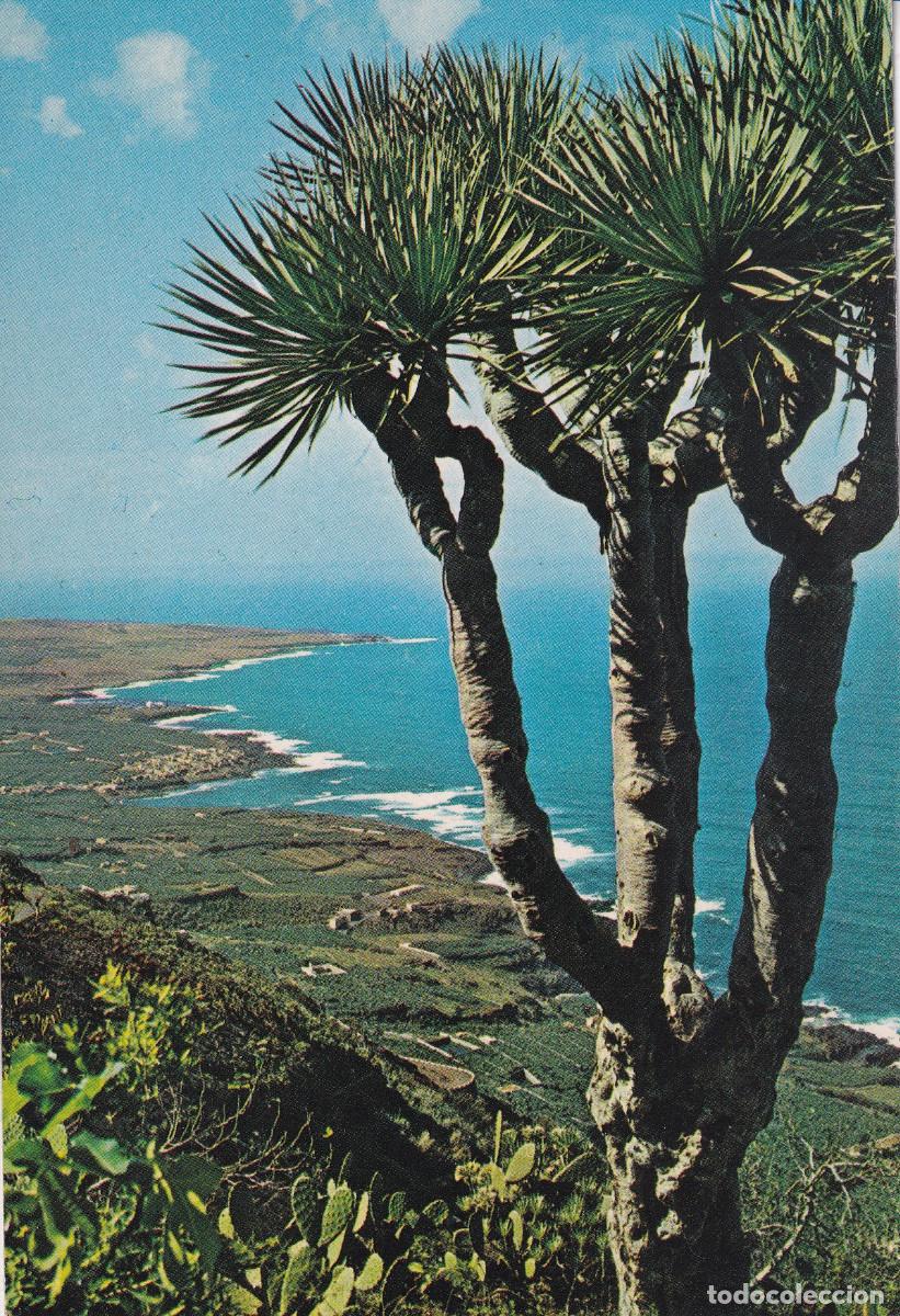 Postales: TENERIFE COSTA NORTE - Foto 1