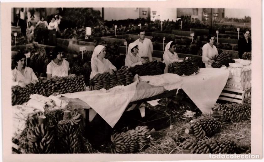 Postais: TARJETA POSTAL - SANTA CRUZ DE TENERIFE - EMPAQUETADO DE PLATANOS -FOTO BAENA -