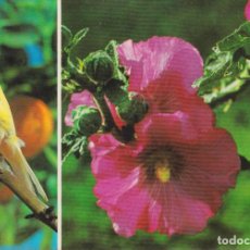 Postales: ISLAS CANARIAS, FLORA CANARIA – LITOGRAFIA SAAVEDRA Nº540 – EDITADA EN 1967 – S/C. Lote 378981584