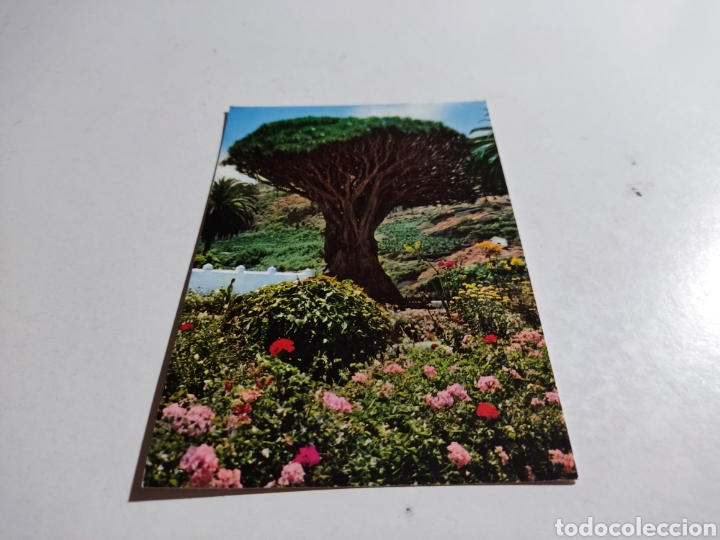 Postales: Postal icod Drago - Foto 1