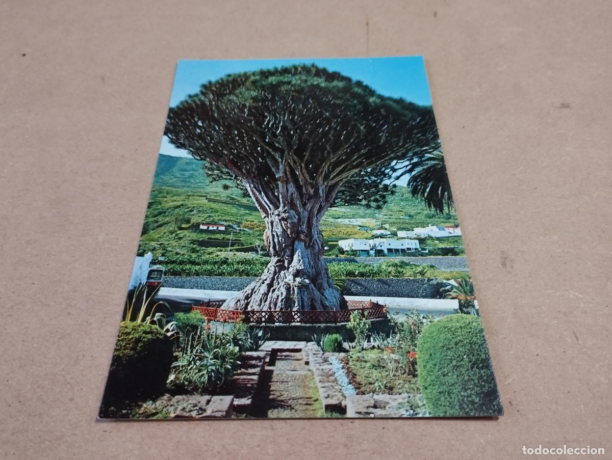 Postales: TENERIFE - POSTAL ICOD DE LOS VINOS - Foto 1