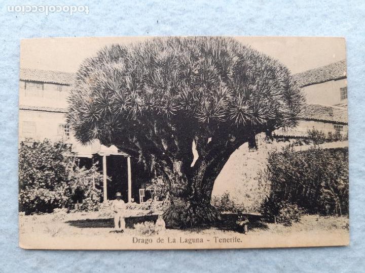 Postales: Drago de La Laguna. Tenerife. - Foto 1