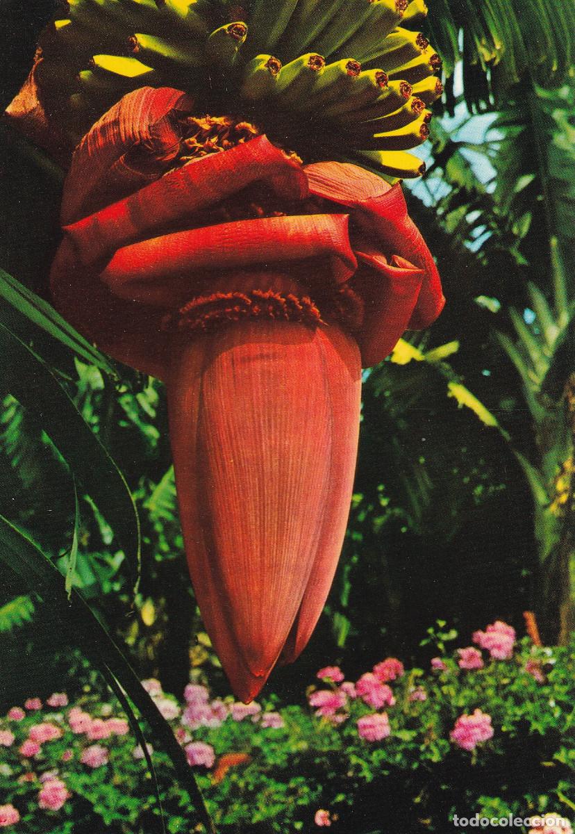 Postales: CANARIAS FLOR DE LA PLATANERA - Foto 1