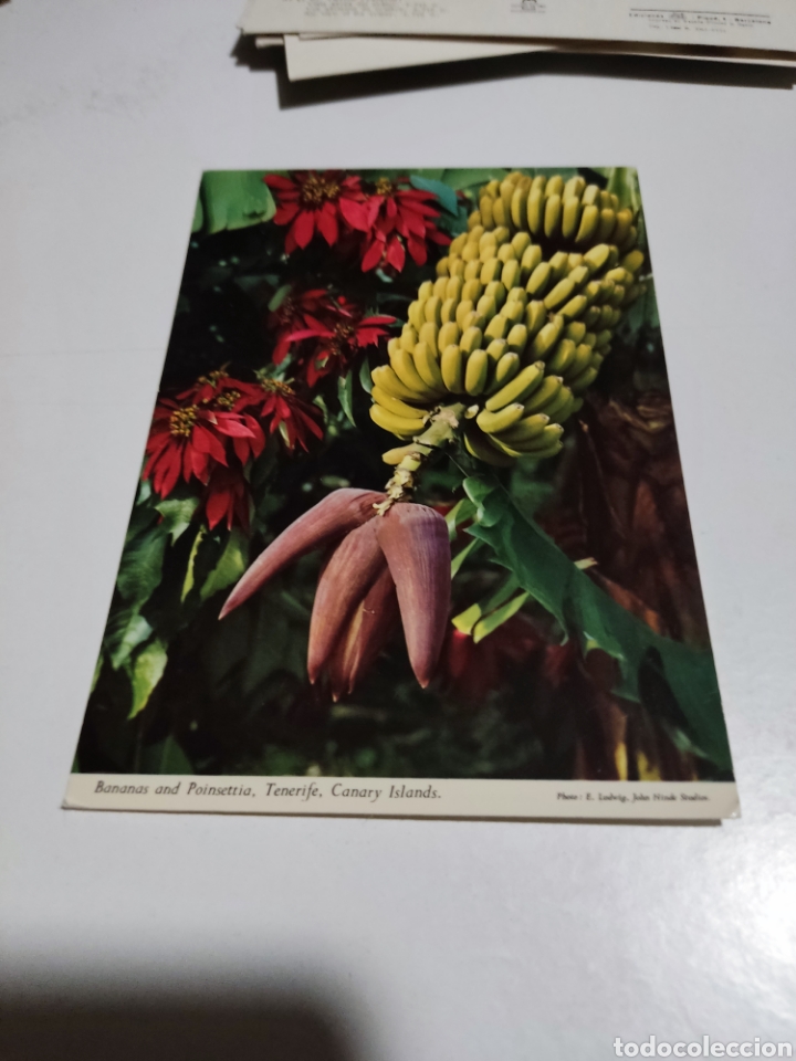 Postales: Postal bananas Tenerife - Foto 1
