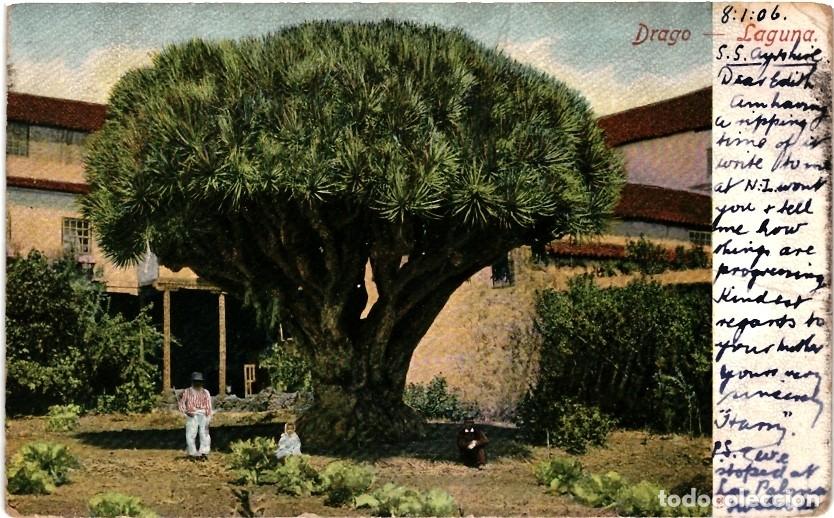 Postales: TARJETA POSTAL - DRAGO - LA LAGUNA - Foto 1