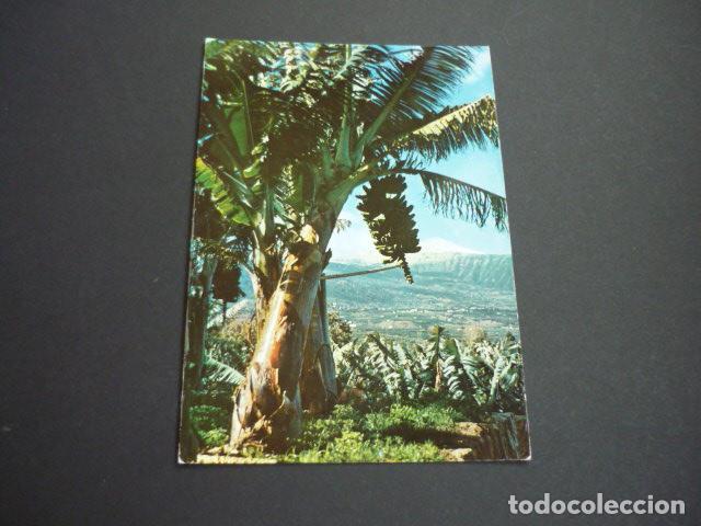 Postales: TENERIFE VALLE DE LA OROTAVA - Foto 1