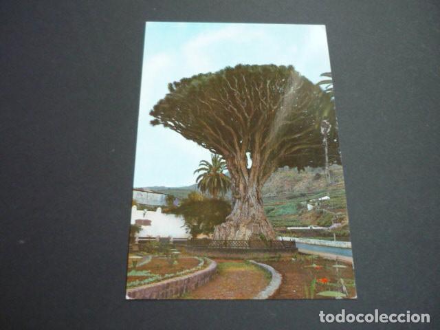 Postales: ICOD DE LOS VINOS TENERIFE DRAGO - Foto 1