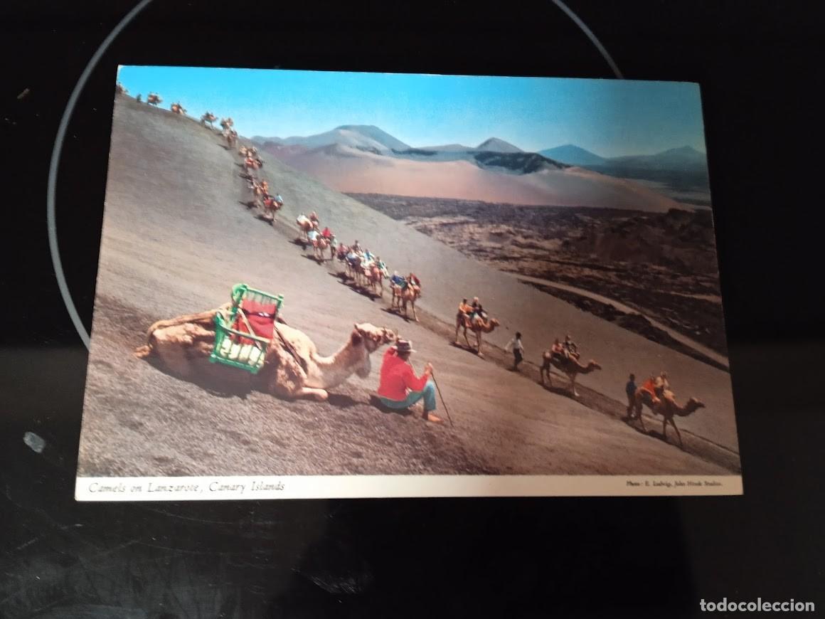Postales: POSTAL CAMELLOS EN LANZAROTE - Foto 1