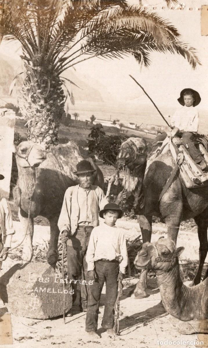 Postales: LAS PALMAS. CAMELLOS - Foto 1