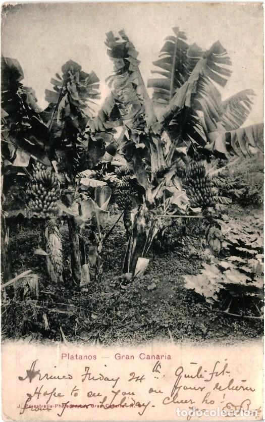 Postales: - PLATANOS - GRAN CANARIA - - Foto 1
