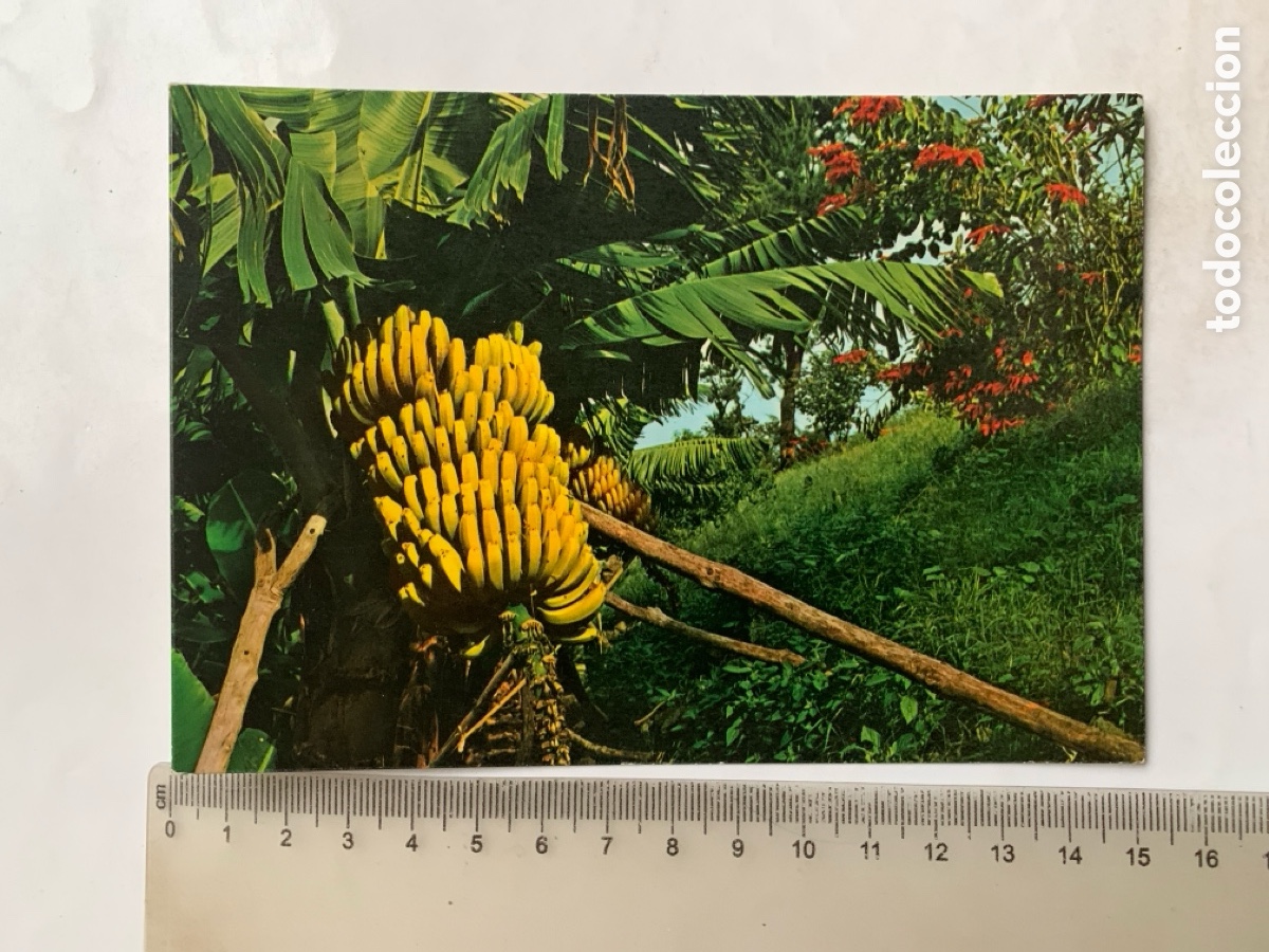 Postales: POSTAL. ISLAS CANARIAS. PLATANERAS. EDIC. GASTEIZ. A&Ntilde;O 1978.