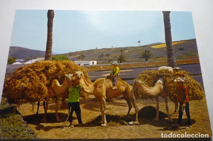 Postales: postal lanzarote camellos - Foto 1