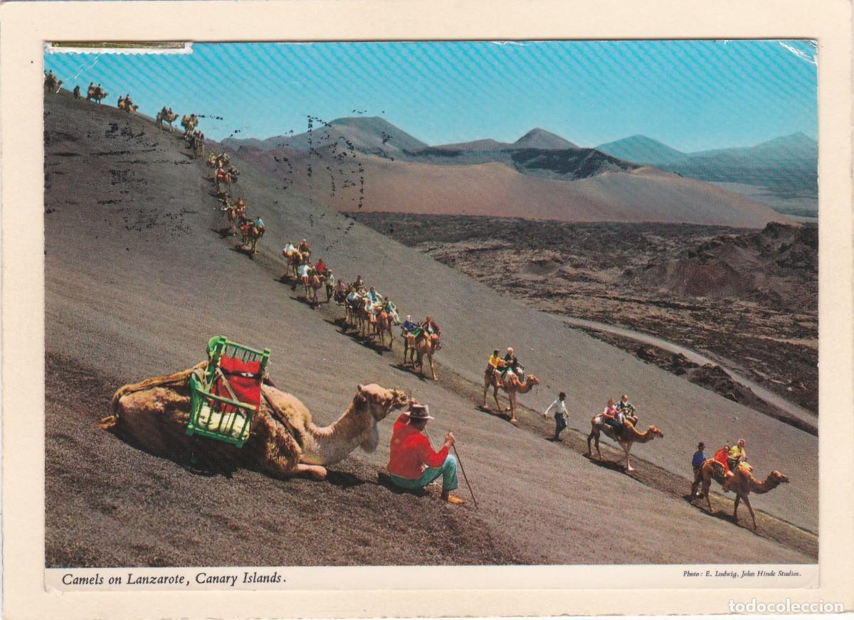Postales: LANZAROTE. CAMELLOS - Foto 1