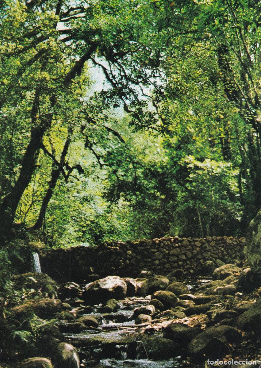 Postales: CANARIAS LA GOMERA - BOSQUE DEL CEDRO - Foto 1