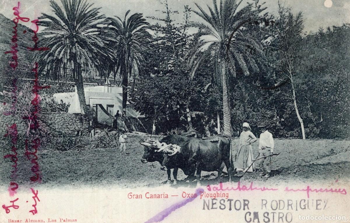 Postales: GRAN CANARIA. OXEN PLOUGHIN - Foto 1