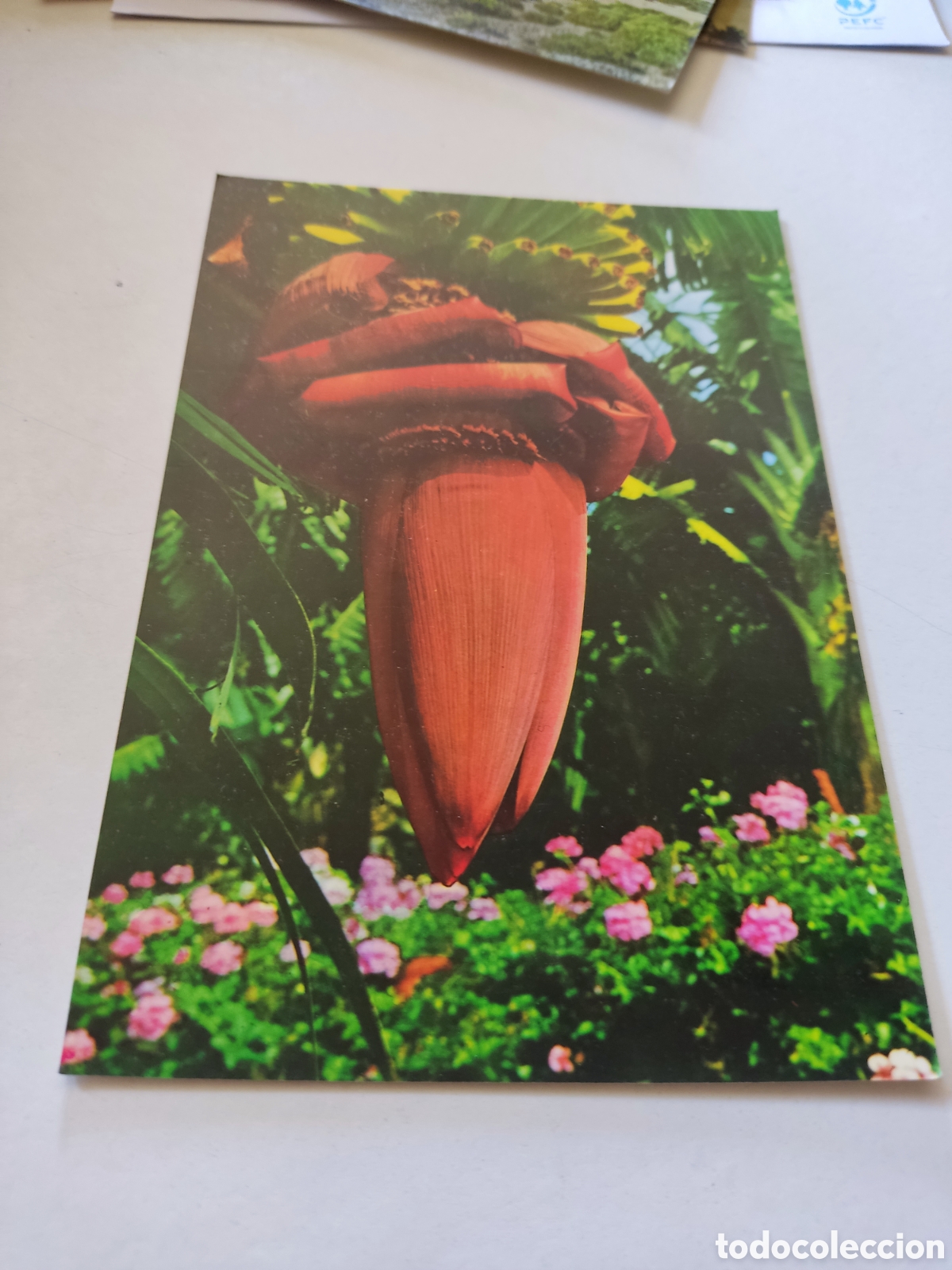 Postales: Postal flores de Canarias - Foto 1
