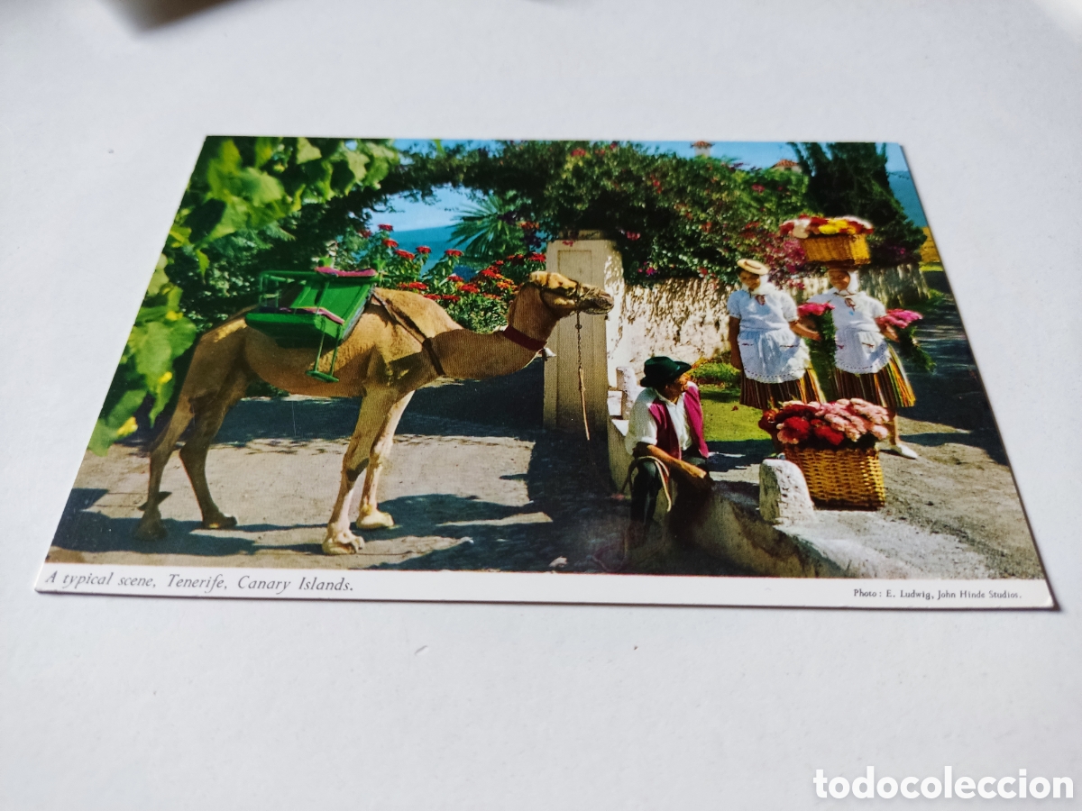 Postales: Postal Tenerife camello - Foto 1