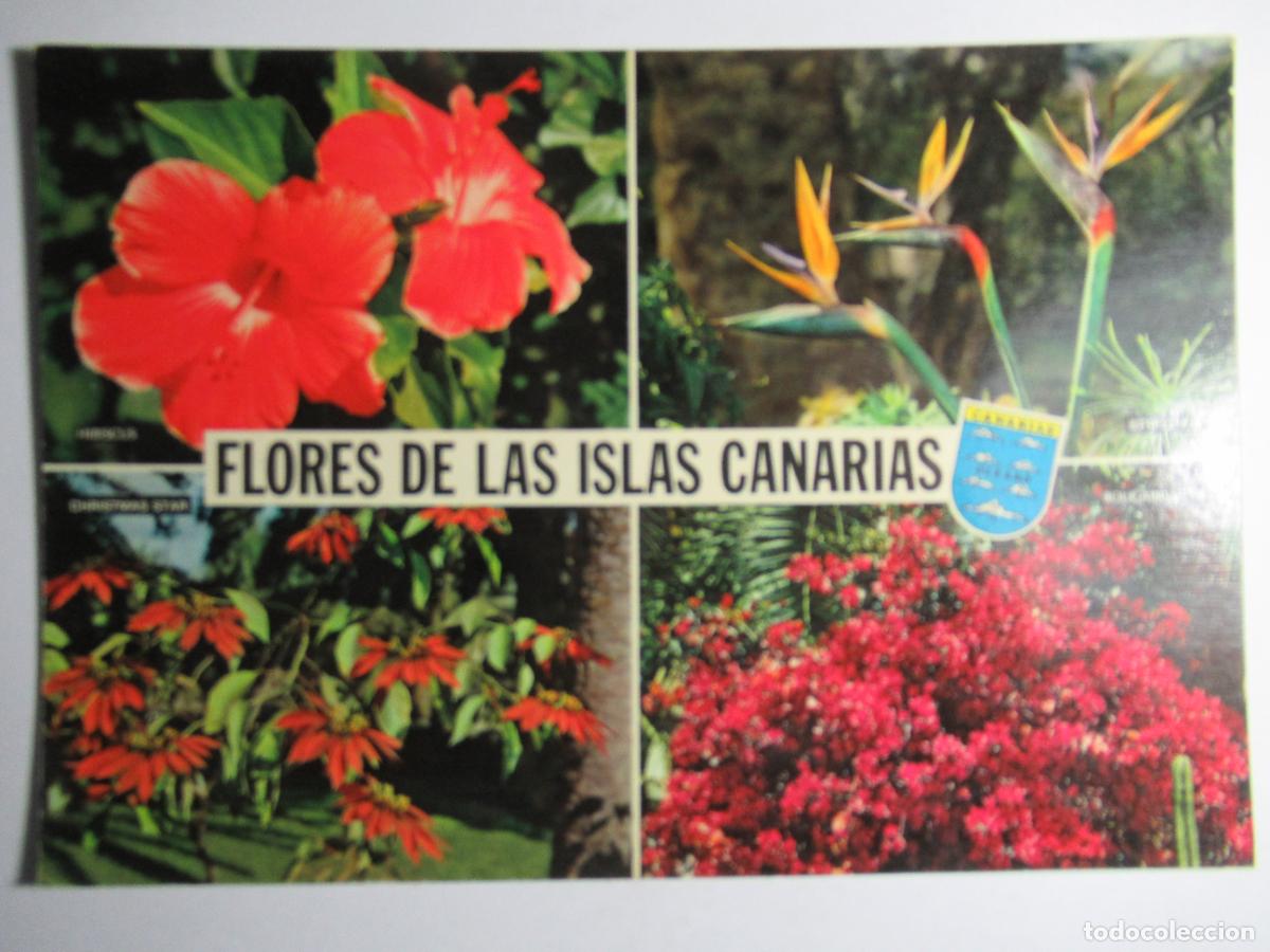 Postales: Flores de las Islas Canarias - Foto 1
