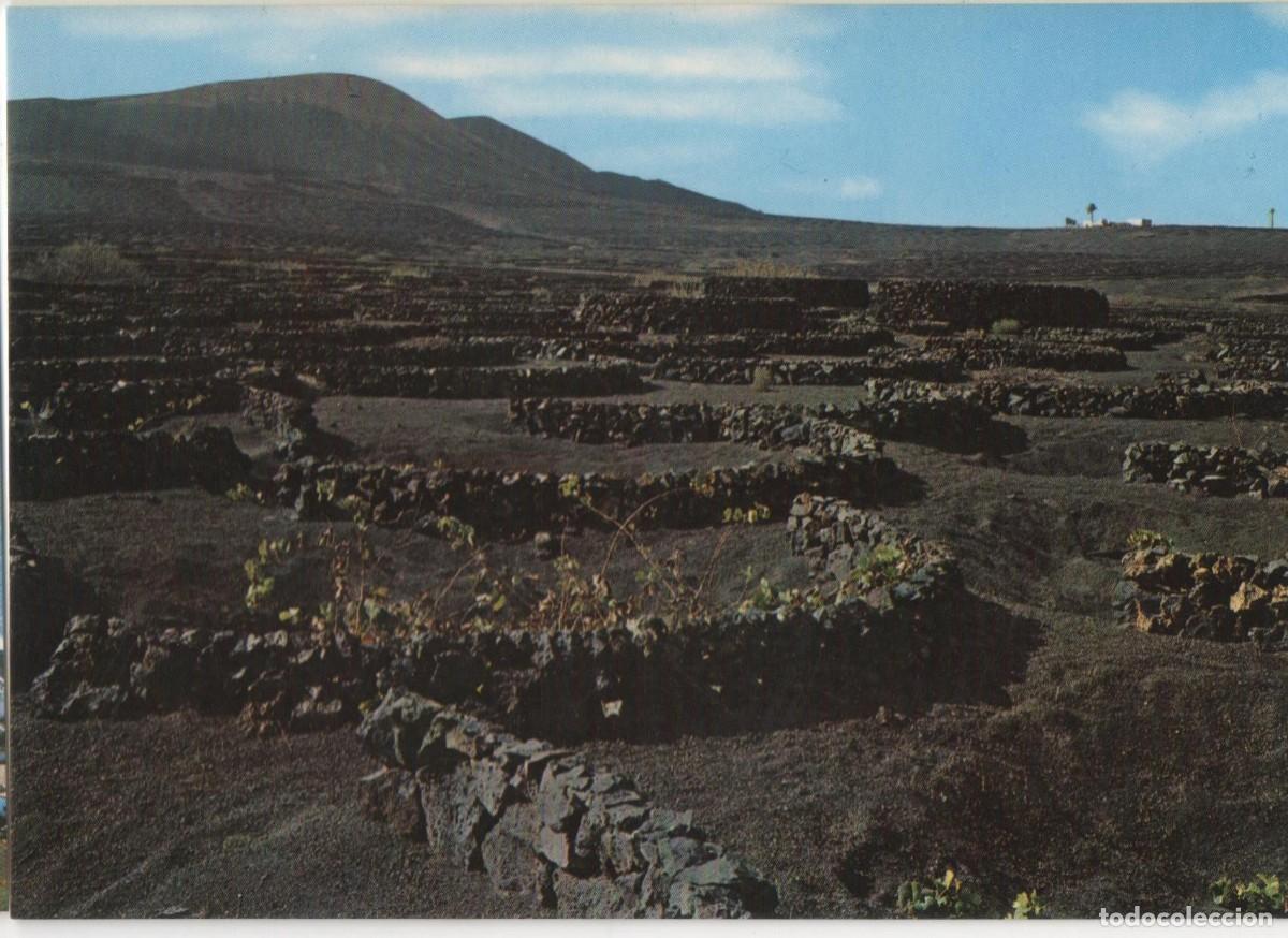 Postales: Lanzarote- Vi&ntilde;as en la Geria-Sin circular- - Foto 1