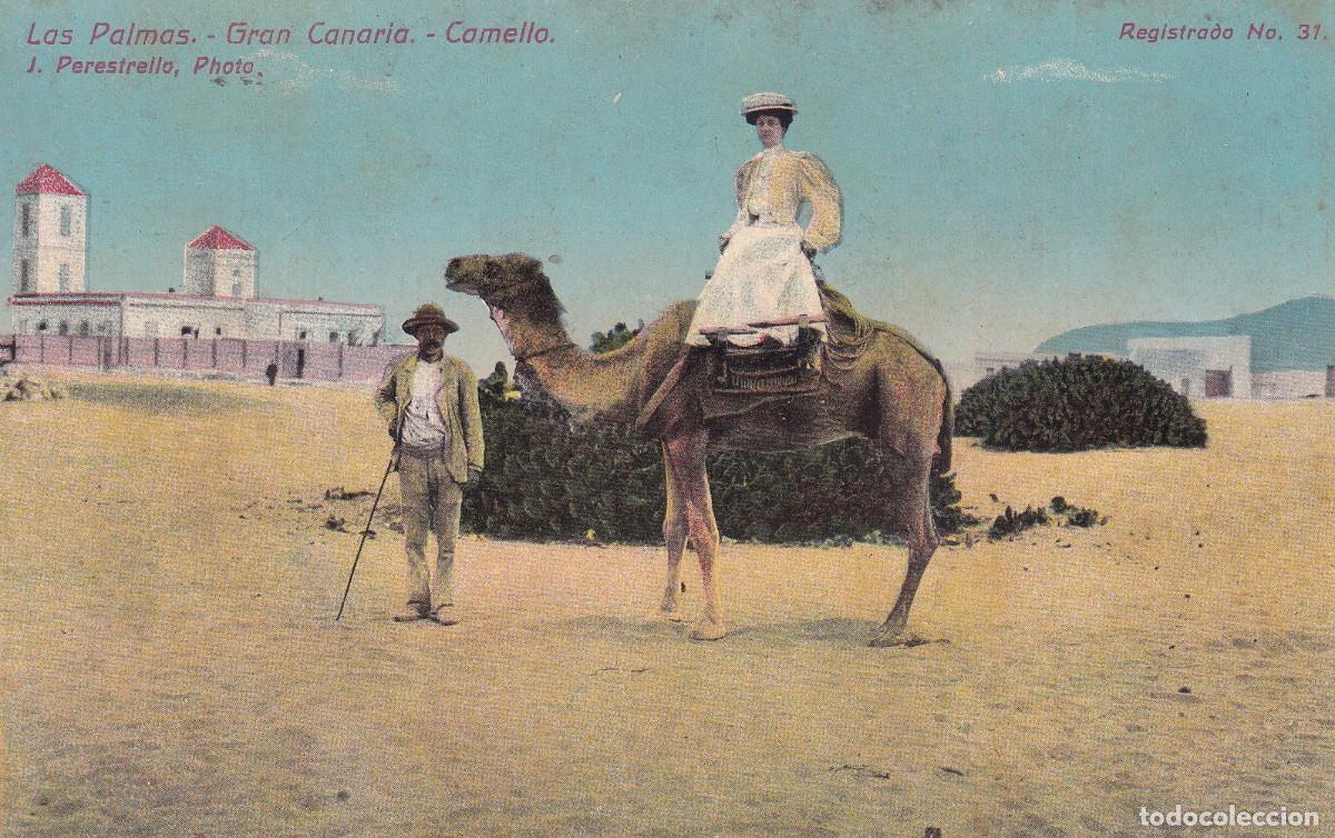 Postales: GRAN CANARIA LAS PALMAS CAMELLO - Foto 1