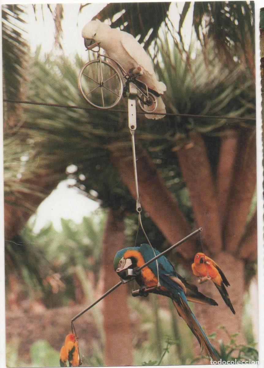 Postales: Tenerife-Loro Parque-sin circular - Foto 1