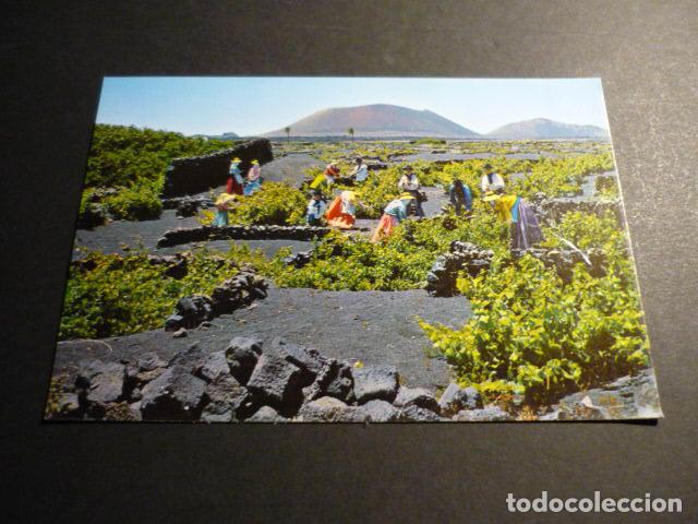 Postales: LA GERIA LANZAROTE VENDIMIANDO - Foto 1
