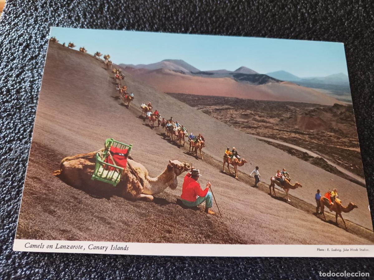 Postales: camellos en lanzarote - Foto 1