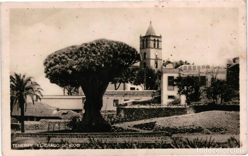 Postales: TENERIFE, El drago de Icod - Foto 1