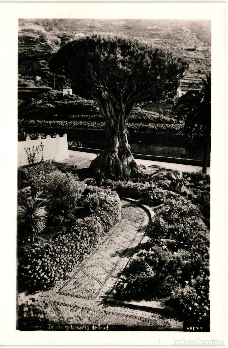 Postales: DRAGO MILENARIO DE ICOD,TENERIFE - Foto 1