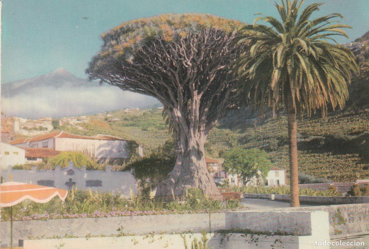 Postales: TENERIFE DRAGO MILENARIO DE ICOD - Foto 1