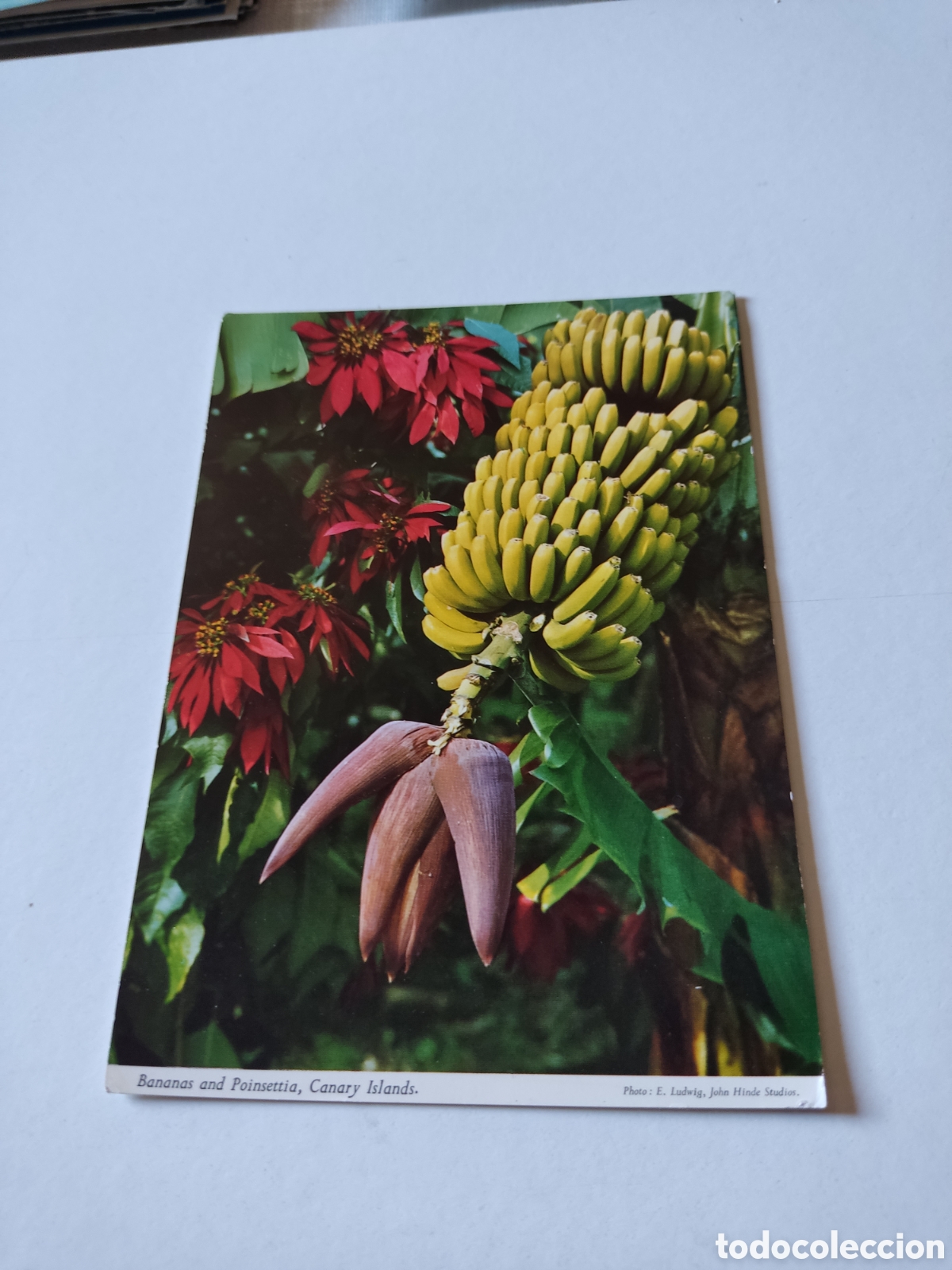 Postales: Postal canarias bananas - Foto 1