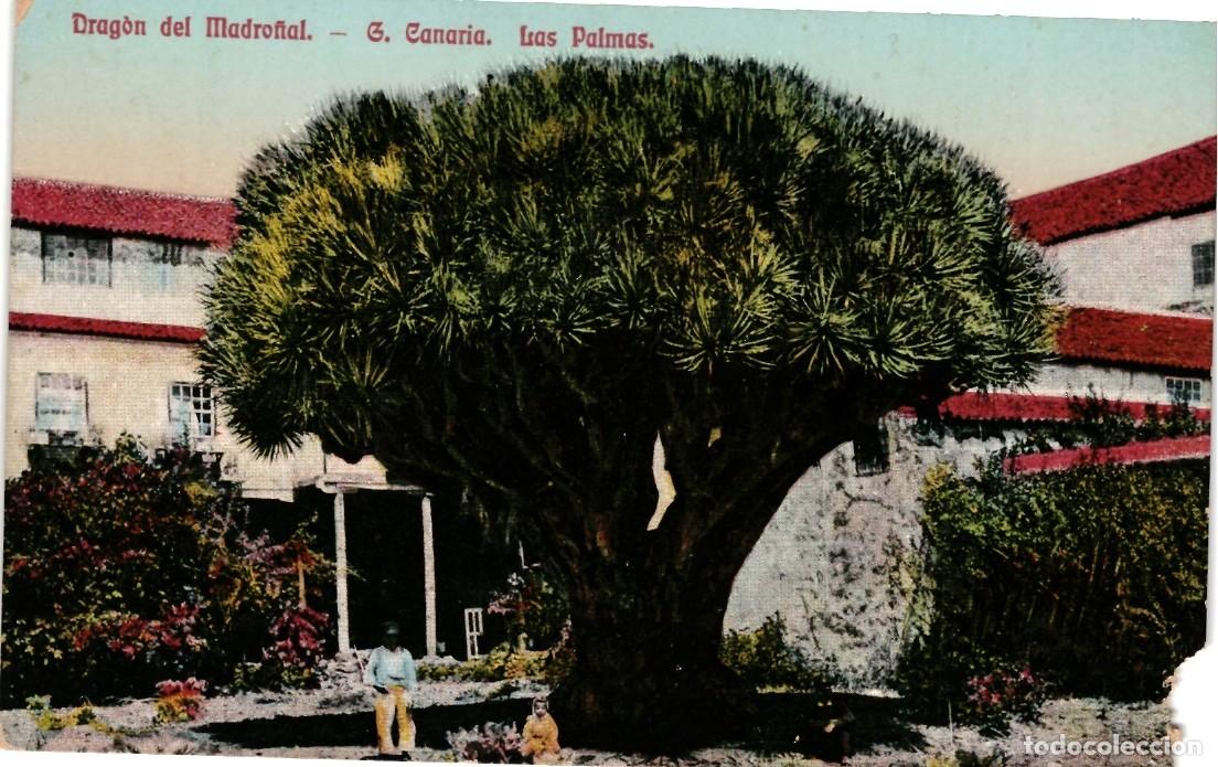 Postales: POSTAL DE LAS PALMAS-DRAGON DEL MADRO&Ntilde;AL - Foto 1