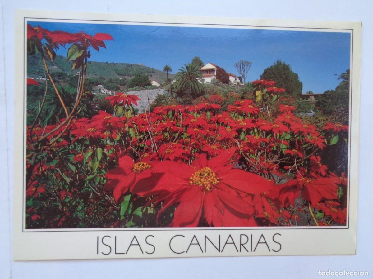 Postales: POSTAL DE LAS ISLAS CANARIAS : LA FLOR DE PASCUA - Foto 1