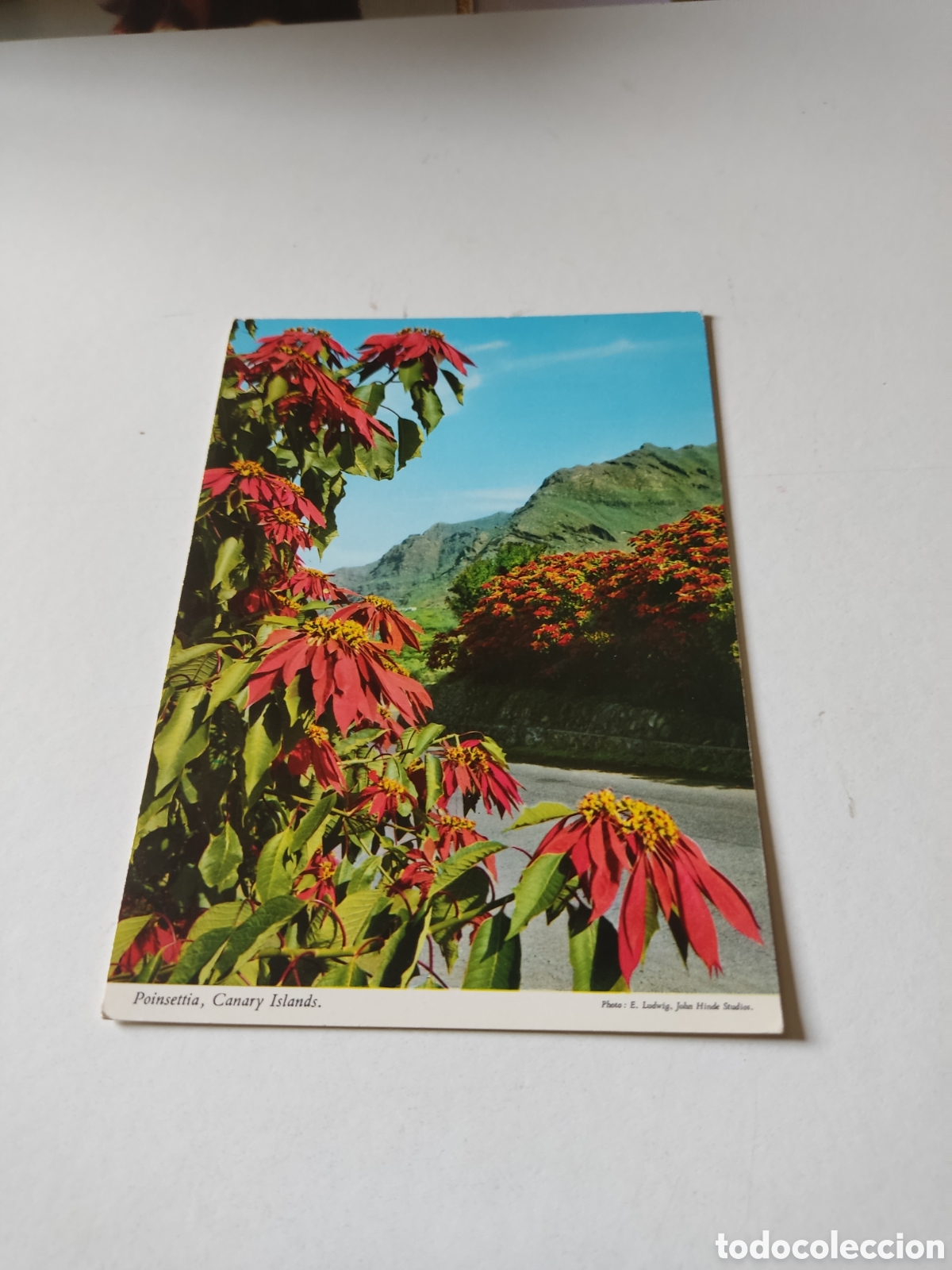 Postales: Postal Canarias flores - Foto 1