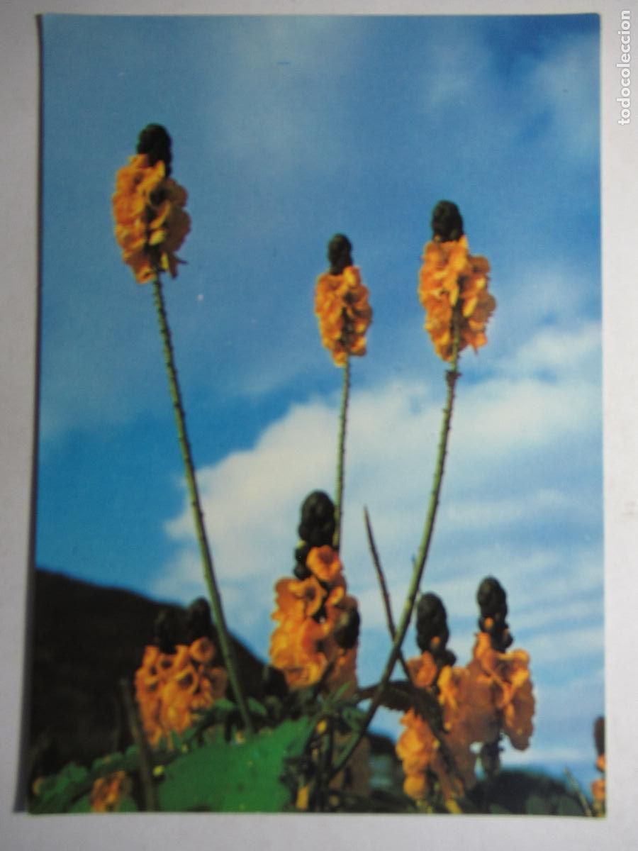 Postales: Gran Canaria - Flora t&iacute;pica - Foto 1
